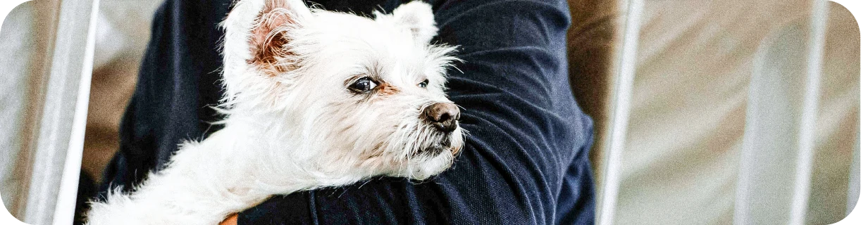 Weißer Hund wird im Arm gehalten.