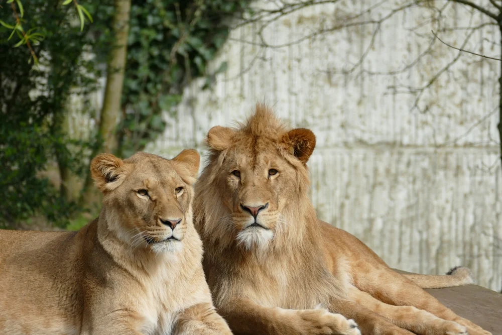 Löwen im Zoo Münster