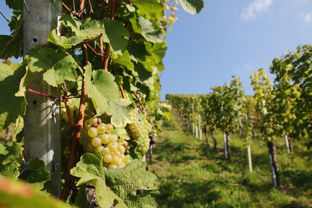 Weinberge in Stuttgart in Deutschland im Oktober